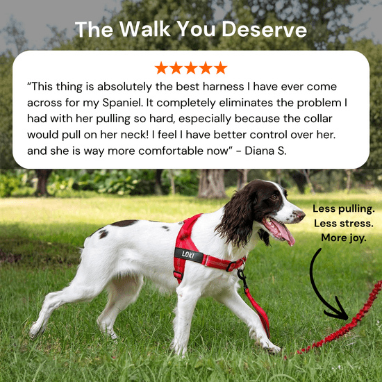 Pawvel No Pull Dog Harness
